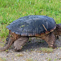 Snapping turtle