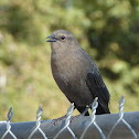 Brewer's Blackbird (female)