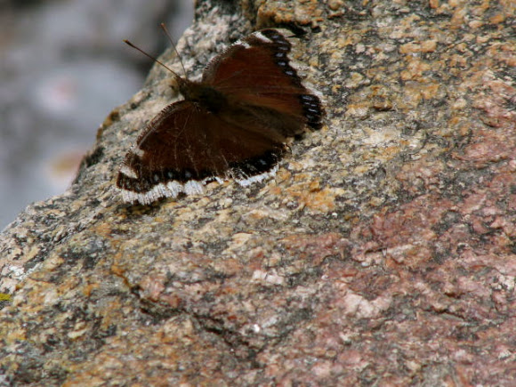 Spotting Image 1