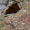 Mourning Cloak