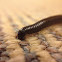 Black Portuguese Millipede