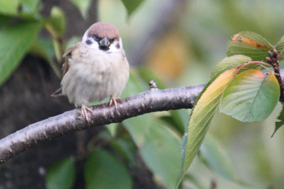Spotting Image 1