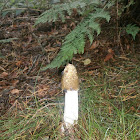 Common stinkhorn