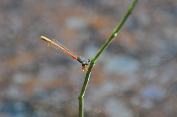 Spotting Image 1