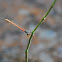 Damselfly
