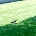 White Wagtail
