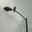 Red-tailed Hawk
