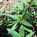 Milkweed