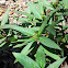 Milkweed
