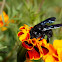 Abeja de la madera