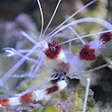 Coral Banded Shrimp