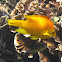 Slingjaw wrasse (male)