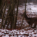 Roe deer