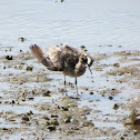 Whimbrel