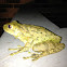 Cuban Tree Frog