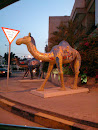 Painted Camels