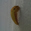 Spice bush Swallowtail ( pre-chrysalis )