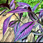 Persian Shield