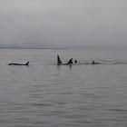 Orca