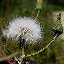common dandelion; diente de león