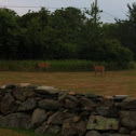 Whitetail Deer