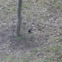 Common Grackle