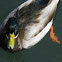 Mallard