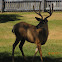 White-tailed deer