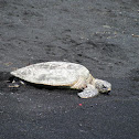 Green Sea Turtle