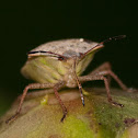 Stink Bug