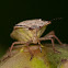 Stink Bug