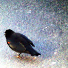 Red Winged Blackbird