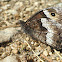 Cuatro ocelos. Butterfly