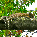 Eastern Tree Squirrel