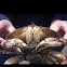 Crab