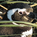 Magellanic Penguin