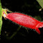 Columnea
