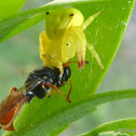 White Crab Spider