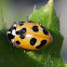 Parenthesis Lady Beetle