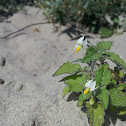 European Black Nightshade