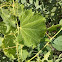 Wild Grape