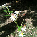 Flat-topped white aster
