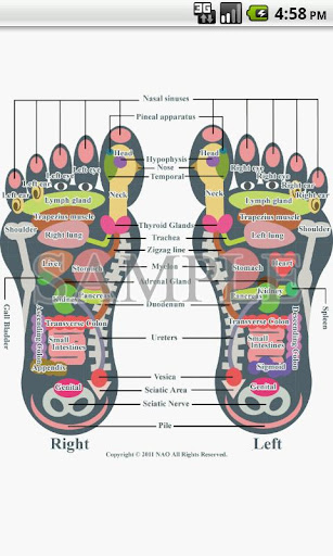 【免費健康App】足部反射療法圖-APP點子