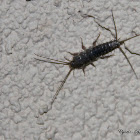 Gray Silverfish