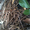 Trapdoor spider