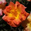Orange Rose
