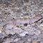 Texas Banded Gecko