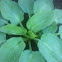 Blue Angel Hosta