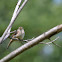 House Wren