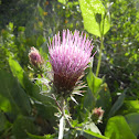 Thistle